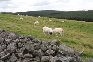 Sheep at Dent