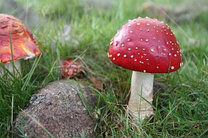 Fly agaric along the trail
