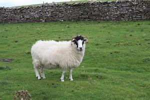 Sheep are the only 
