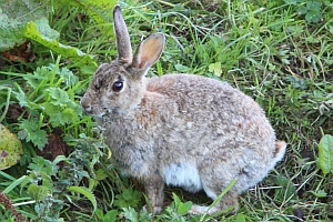 One of the many rabbits in Reeth