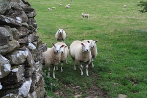 Sometimes we were wondering whether the sheep were really so well tempered