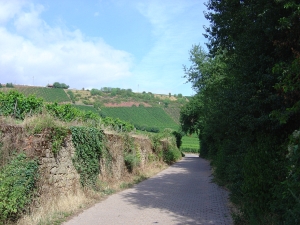 Radweg durch die Weinberge zwischen Nierstein und Nackenheim